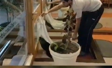 Increíble: lobito marino entró a un hotel en La Paloma