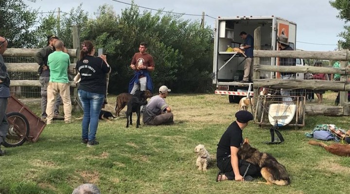 Se realizaron cincuenta castraciones en Arachania