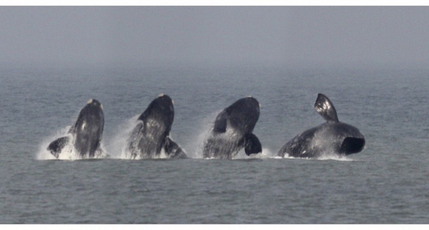 Anticipo de temporada: llegaron las ballenas a La Paloma
