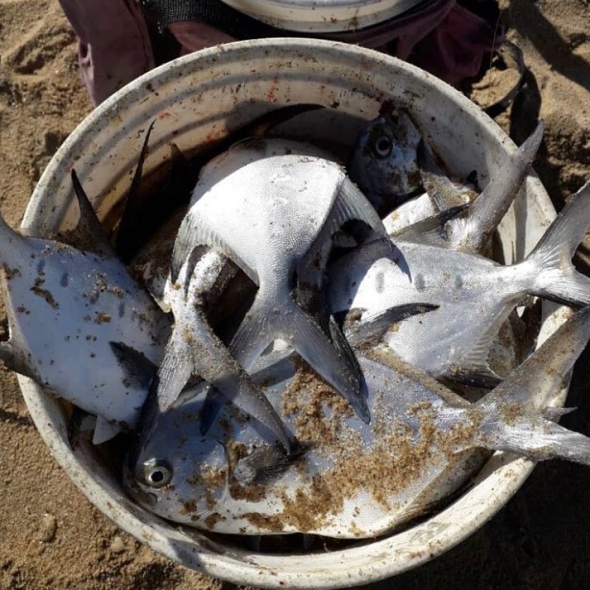 Lindo pique de pámpanos 