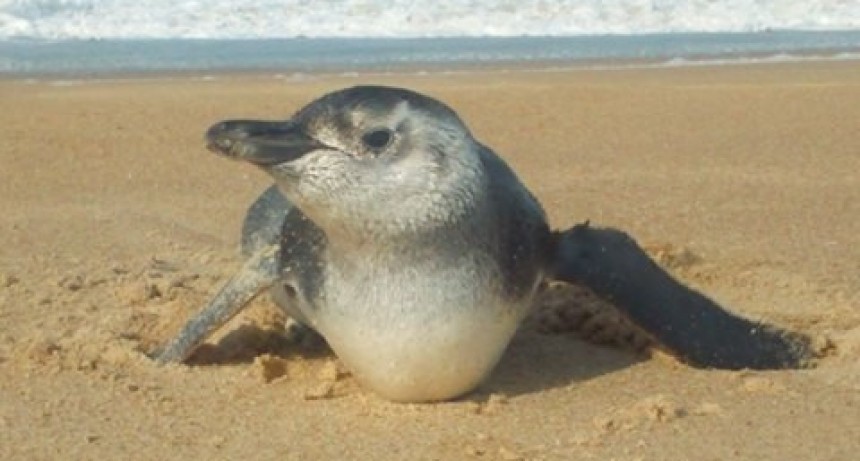 Pingüinos en la playa: qué hacer si nos encontramos con ellos 