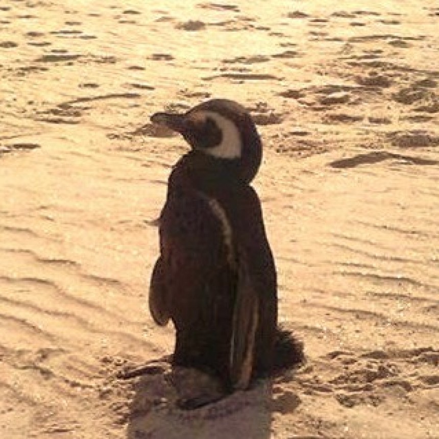Temporada de pingüinos 