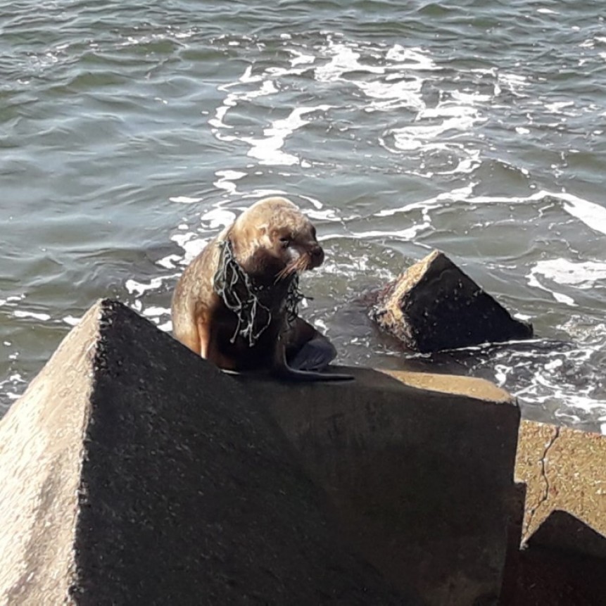 Apareció un lobo marino en el puerto con una red en el cuello