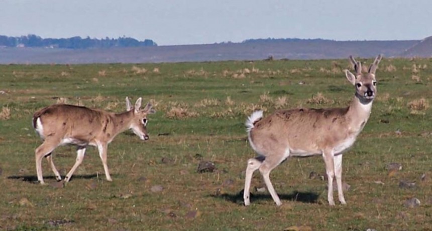 Viajamos a los pastizales de Salto: Campos del Tapado