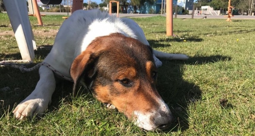 Próximo viernes castraciones de perros y gatos en Barrio Parque