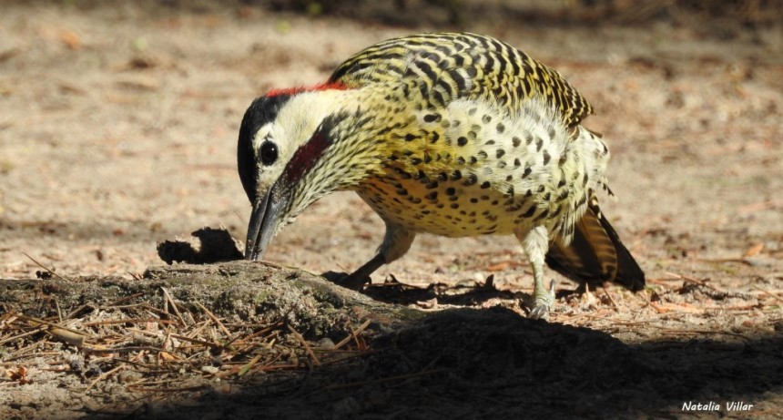 La columna de Coendú: pájaro carpintero