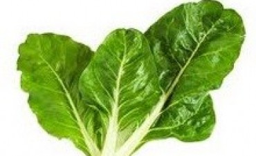 Cuarta parte: ¡Llega la hora de plantar!