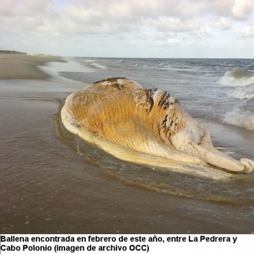 Para el gobierno es normal la cantidad de ballenas muertas