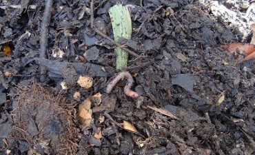 Quinta parte: Compost, Reflejo de tu entorno y alimentación