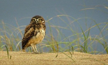 Abren concurso de fotografía para dar a conocer  el patrimonio natural uruguayo