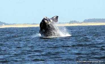Rechazaron proyecto para proteger a las ballenas que impulsaron Uruguay, Argentina, Brasil y Sud&aacute;frica