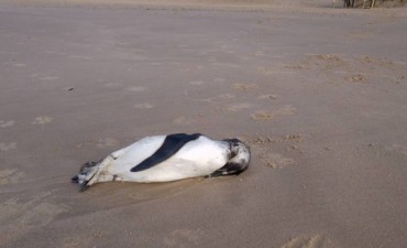 Gran cantidad de pingüinos muertos en la costa de Rocha