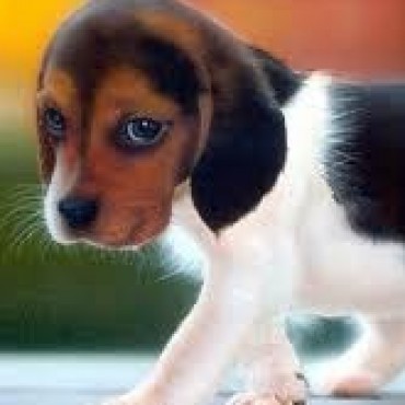 La Paloma: nueva jornada de castraciones de perros