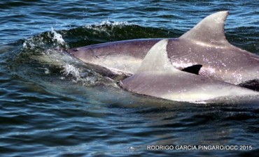 Delfines en La Paloma