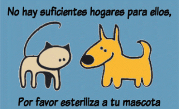 Castraciones gratuitas en La Paloma