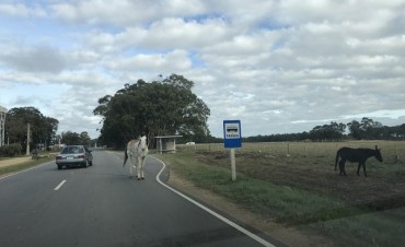 Animales sueltos