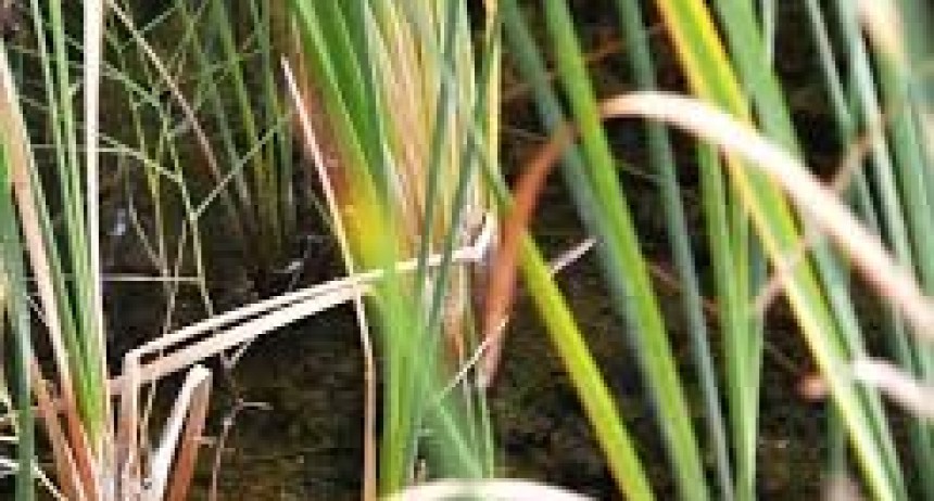Taller de tejeduría con fibras vegetales