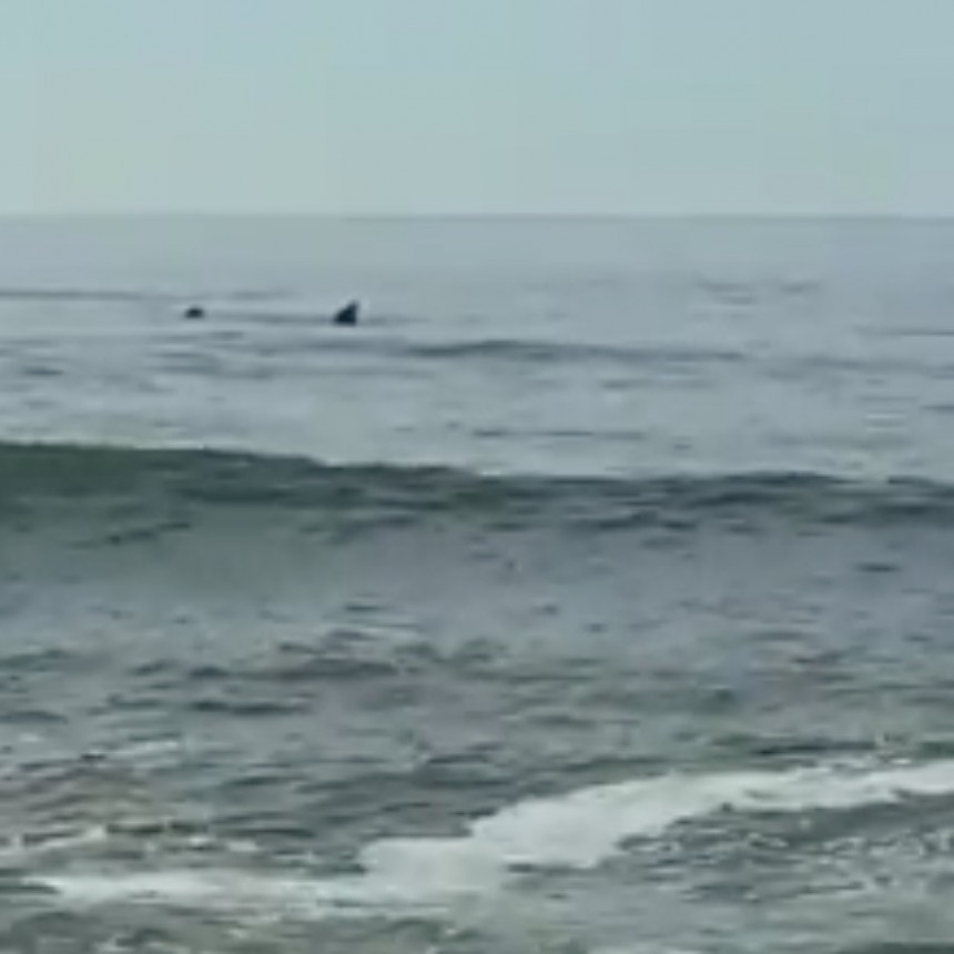 Se registró primer avistaje de ballenas de la temporada 2020