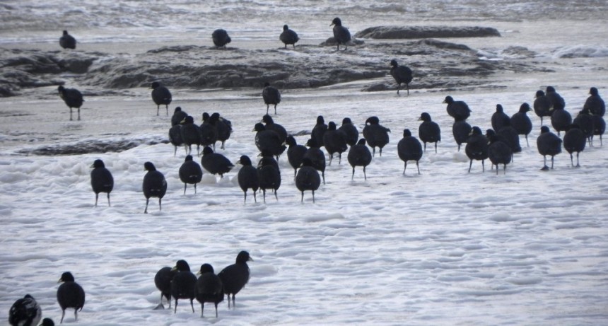Cientos de gallaretas quedaron varadas en playas de La Paloma 