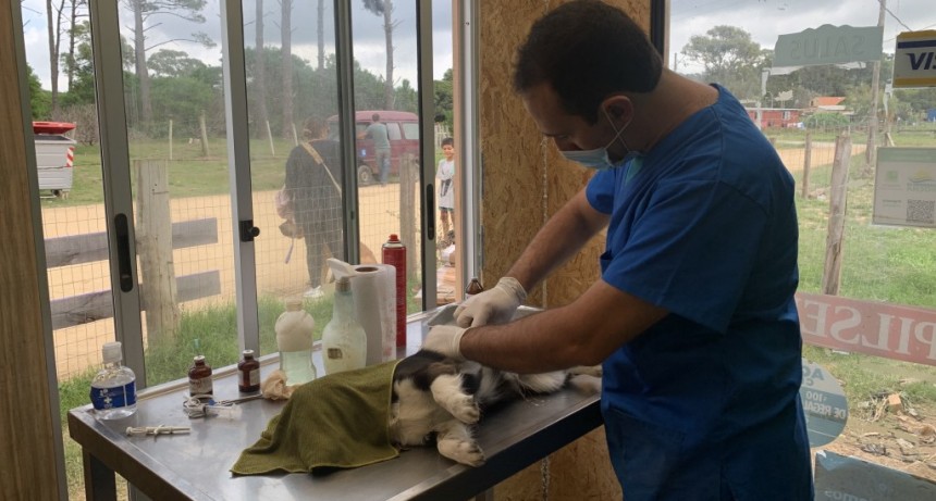 Jornada de castraciones de perros 