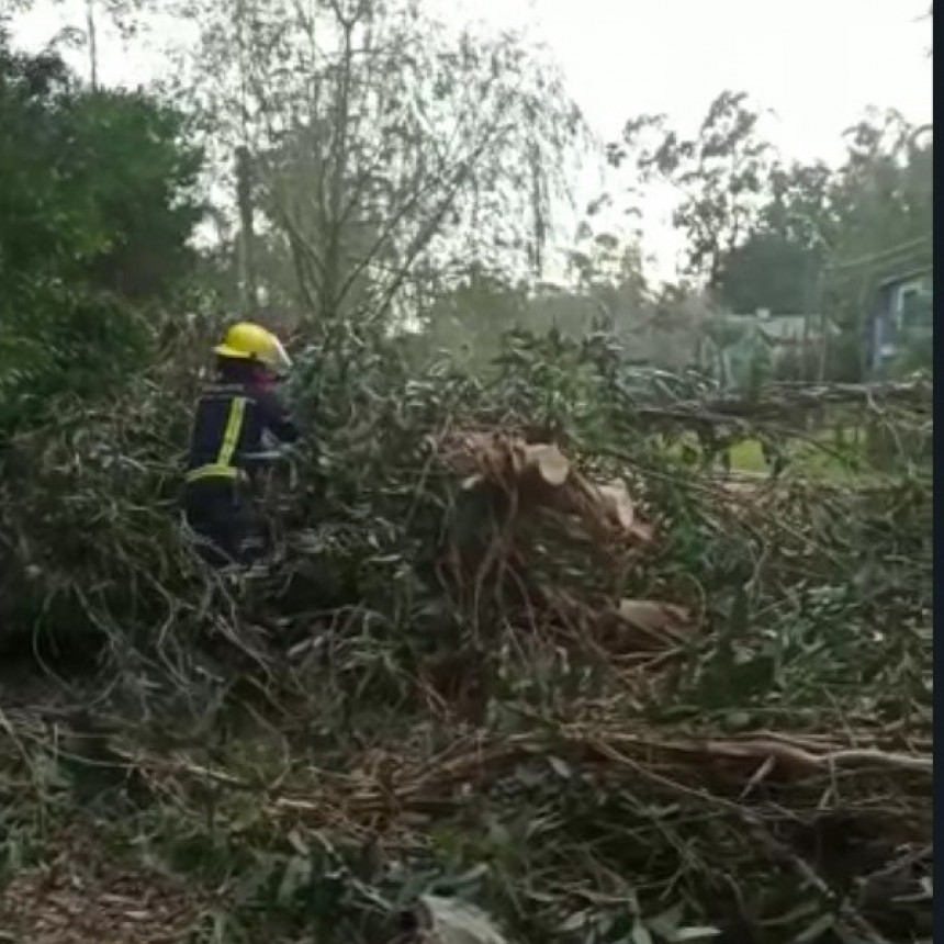 Rachas de 75 km/h provocaron caída de árboles en varias zonas