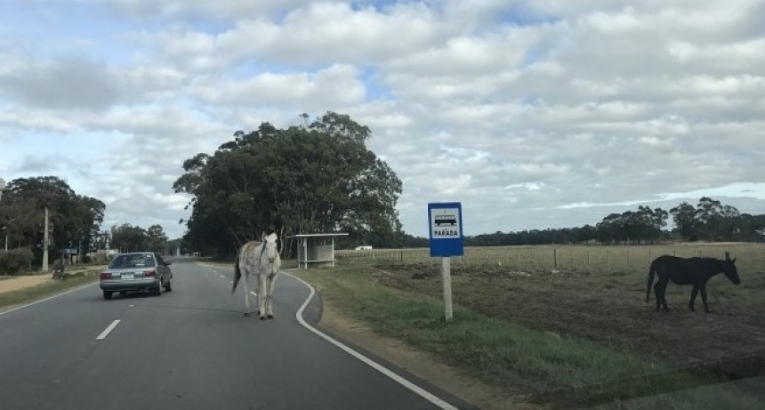 Policía resultó herido tras ser embestido por un caballo