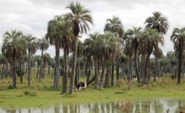 Los palmares de Rocha, de Capitata a Odorata
