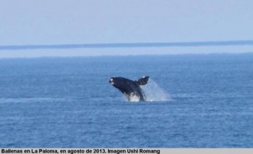 Lanzamiento de la temporada de ballenas