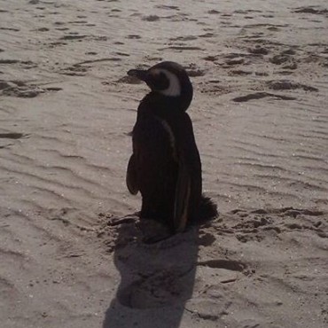 Lo que hace falta saber sobre los pingüinos en las costas de Rocha