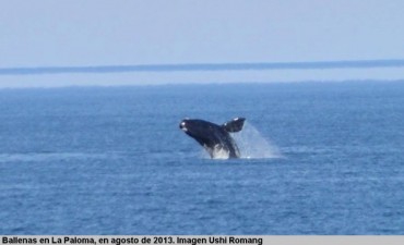 La Paloma: este sábado se lanza la Temporada de Ballenas