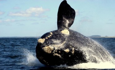 Exploración petrolífera y Santuario de ballenas