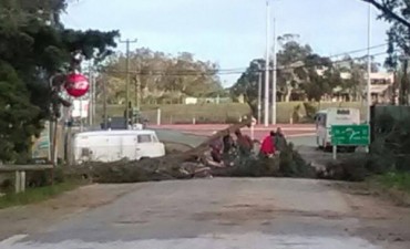 Árboles caídos y corte de luz