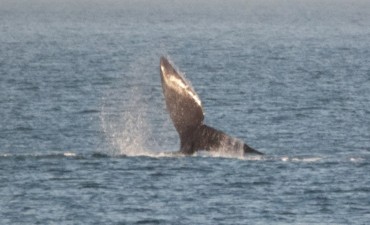 Ballenas en Rocha: 48 horas de disfrute