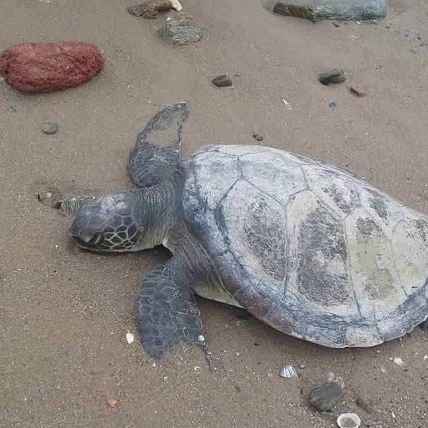 Tortugas varadas en la playa: ¡podemos salvarlas!