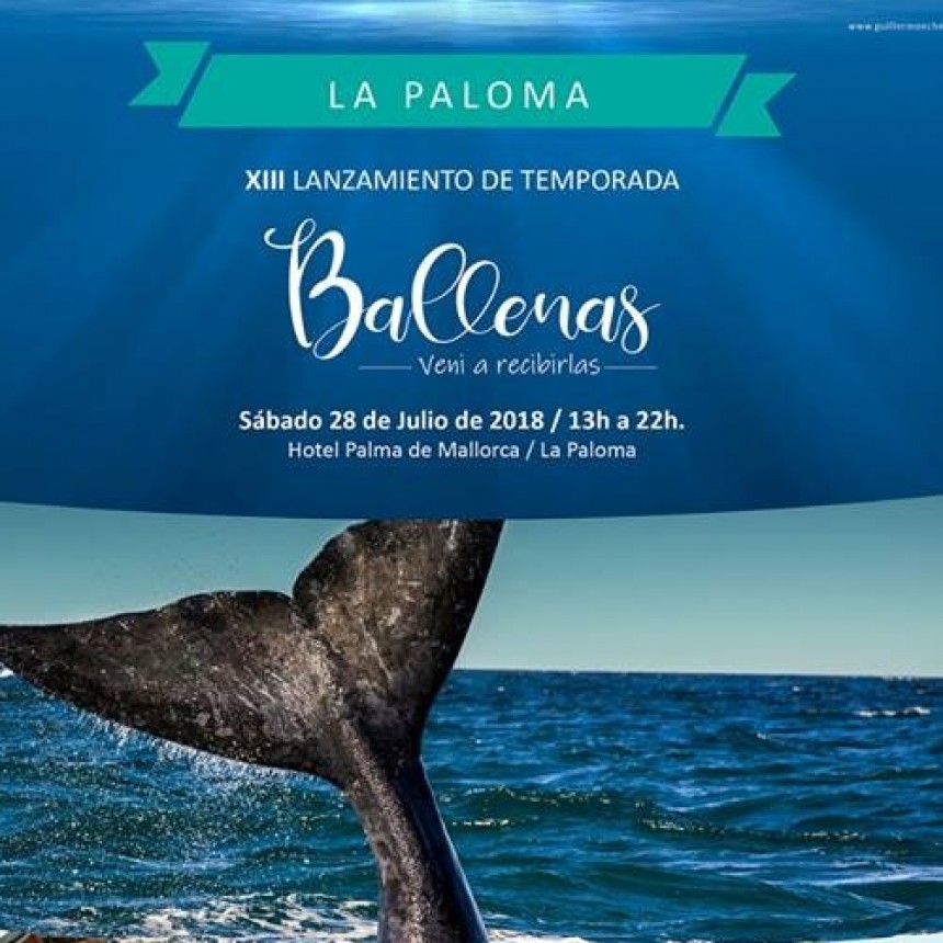 Esperando las ballenas