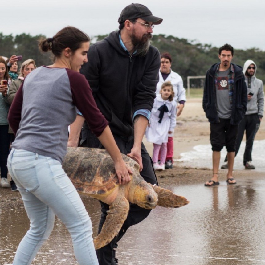 Una tortuga rescatada, fue liberada en La Paloma