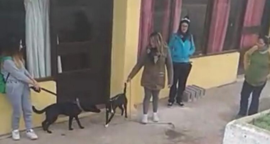 Se esterilizaron 27 perros en La Aguada