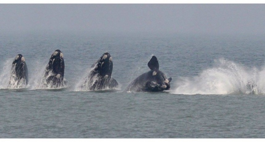 Día mundial de las ballenas y los delfines: ¿Hay menos ballenas en nuestras costas o las vemos menos?
