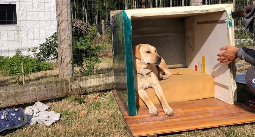 Amores perros: hacen cuchas con materiales reciclados y las donan