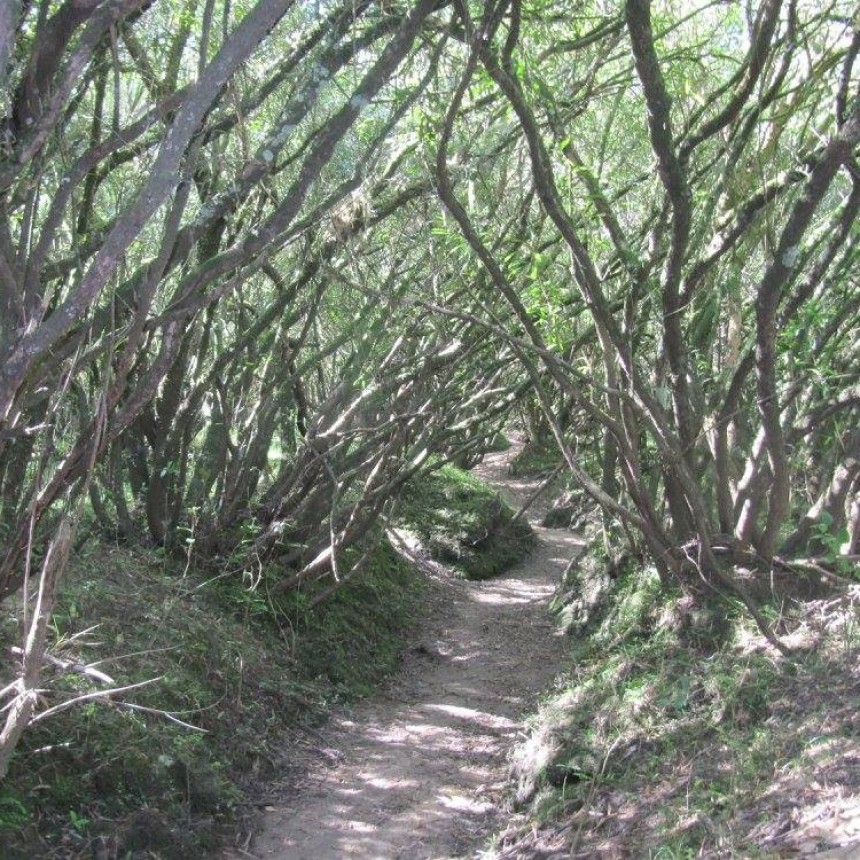 Monte nativo: hay una ley que lo ampara