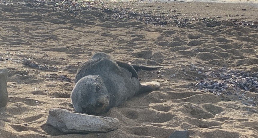 Registran en La Paloma una especie de lobo marino no habitual