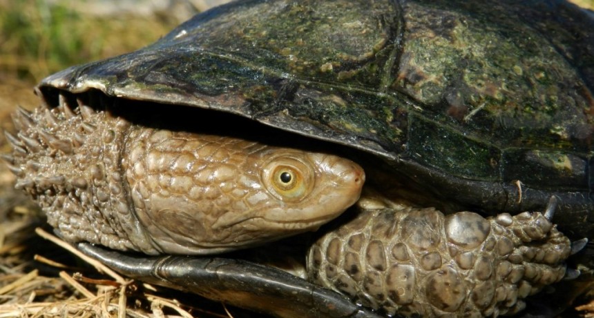 La columna de Coendú: tortuga de la canaleta