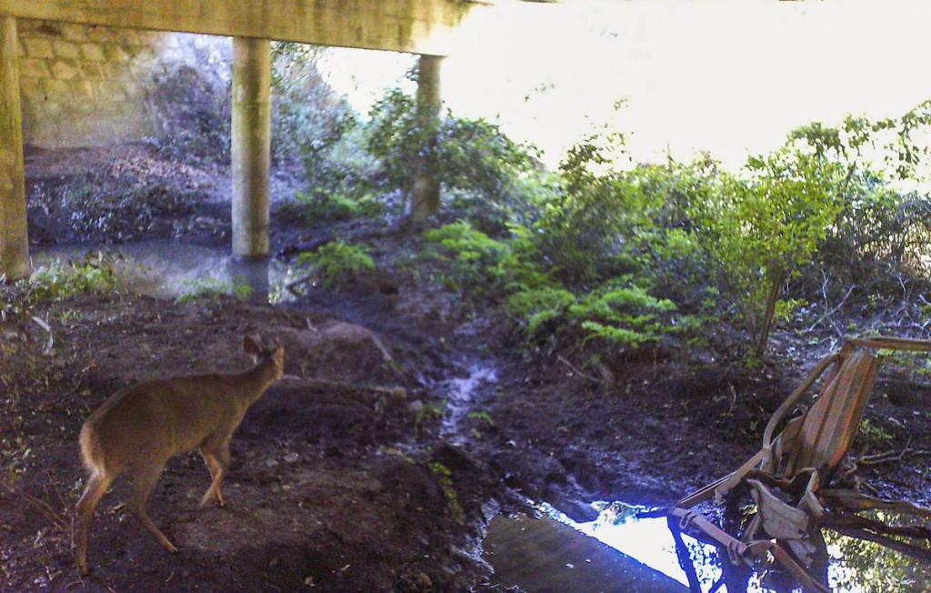 Ruta 9: proponen cruces de fauna en zona de accidente fatal 