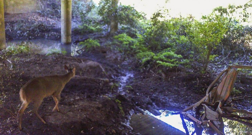 Ruta 9: proponen cruces de fauna en zona de accidente fatal 