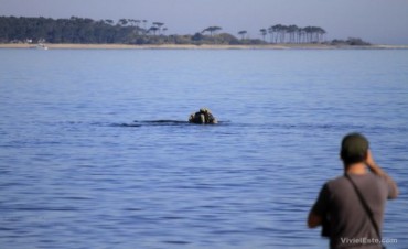 Una aplicación para el celular que te dice adónde están las ballenas