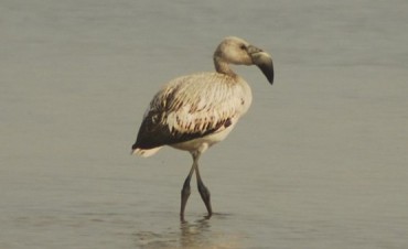 Laguna de Rocha: registran una especie de flamenco distinta a la que se ve comúnmente