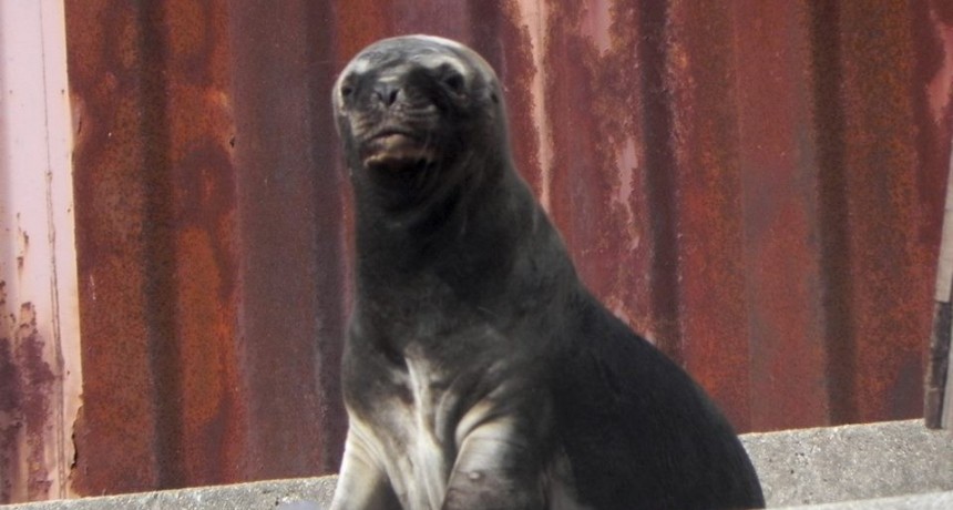 Exigen explicaciones por cautiverio de un lobo marino en Puerto de La Paloma