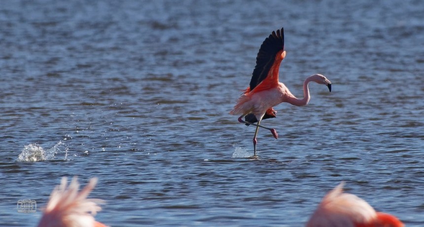 “Encontramos 258 flamencos en la Laguna de Rocha”