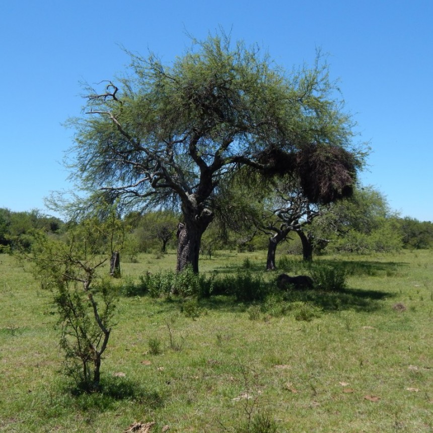 La columna de Coendú: conociendo el Monte parque