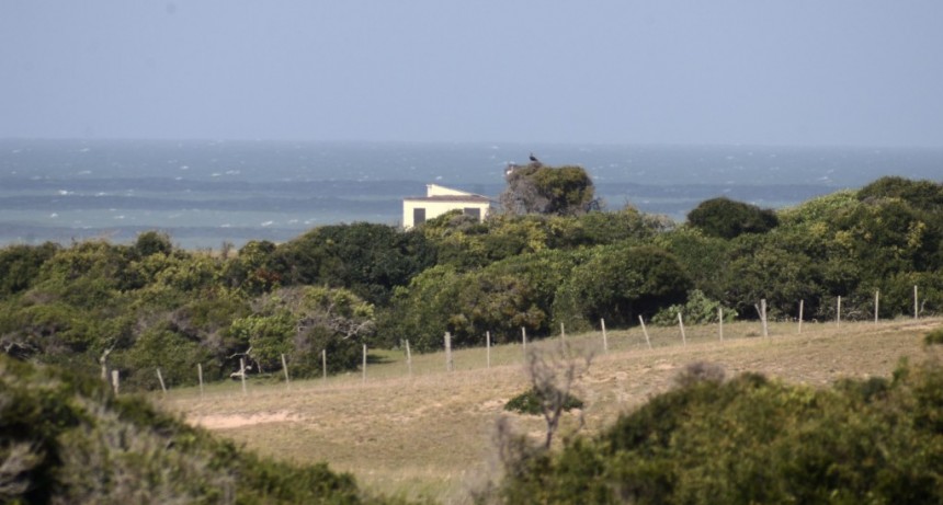 Bosque psamófilo, el guardián de la costa